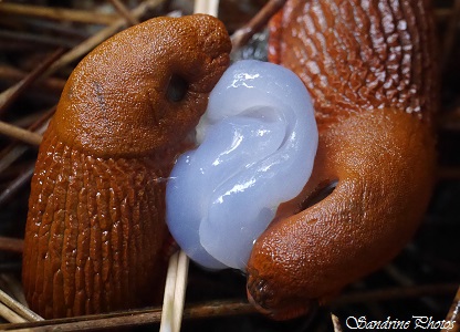 Limace rouge, Arion rufus, Mollusque gastéropode sans coquille, Arion rouge, Loche rouge, Grande limace rouge, autres petites bêtes, Red Slug, Bouresse, Poitou-Charentes(1)