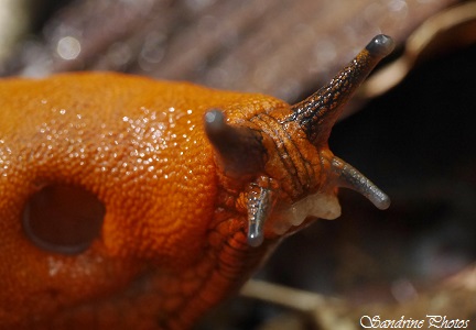 Limace rouge, Arion rufus, Mollusque gastéropode sans coquille, Arion rouge, Loche rouge, Grande limace rouge, autres petites bêtes, Red Slug, Bouresse, Poitou-Charentes(2)