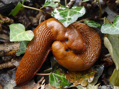 Limace rouge, Arion rufus, Mollusque gastéropode sans coquille, Arion rouge, Loche rouge, Grande limace rouge, autres petites bêtes, Red Slug, Bouresse, Poitou-Charentes(3)