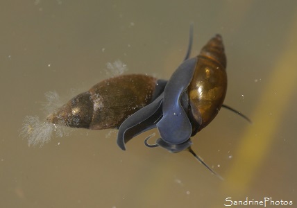 Limnée, Escargot d`eau, Mollusques, Forêt de Lussac Les Châteaux, Site des pierres meulières 86, ALPC