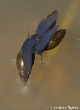 Limnée, Escargot d`eau, Mollusques, Forêt de Lussac Les Châteaux, Site des pierres meulières 86