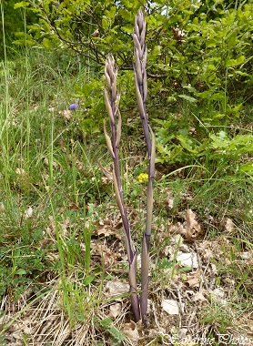 Limodore à feuilles avortées, Limodorum abortivum, Orchidées sauvages du Poitou-Charentes, Wild orchids of France, Route de Chauvigny, Vienne 86  (2)