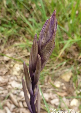 Limodore à feuilles avortées, Limodorum abortivum, Orchidées sauvages du Poitou-Charentes, Wild orchids of France, Route de Chauvigny, Vienne 86  (3)