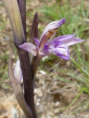 Limodore à feuilles avortées, Limodorum abortivum, Orchidées sauvages du Poitou-Charentes, Wild orchids of France, Route de Chauvigny dans la Vienne (1)