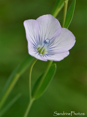 Lin bisannuel, à feuilles étroites, Linum bienne, Linum usitatissimum, Fleurs sauvages bleu clair, Jardin, le Verger, Bouresse, Refuge LPO, Sud-Vienne, Poitou (18)