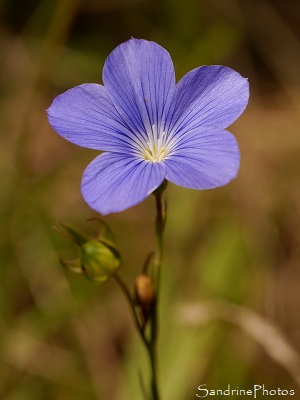 Lin vivace, Linum perenne, Fleurs sauvages bleues, Joncels, Joncelets, Gîte des Libellules (7)