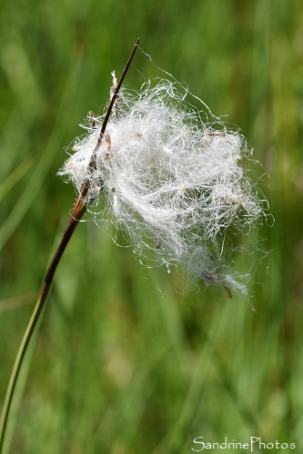 Linaigrette, Fleurs sauvages des prairies humides, Tourbière de Canroute (145)