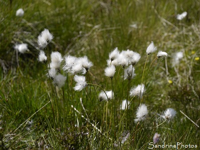 Linaigrette de Scheuchzer, Eriophorum scheuchzeri, Graminées, Fleurs sauvages, Boules de coton, Pic de Tarbézou, Ascou, Ariège 2016 (2)