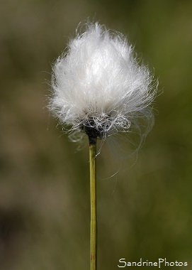 Linaigrette de Scheuchzer, Eriophorum scheuchzeri, Graminées, Fleurs sauvages, Boules de coton, Pic de Tarbézou, Ascou, Ariège 2016 (3)