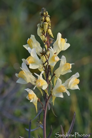 Linaire commune, Flore sauvage, Fleurs jaunes, Le Verger, Bouresse, Biodiversité du Sud Vienne 86 (5)