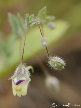 Linaire élatine, Kickxia elatine, Fleurs sauvages jaunes, Jardin, Bouresse 86, Le Verger, Biodiversité en Région Nouvelle-Aquitaine (12)