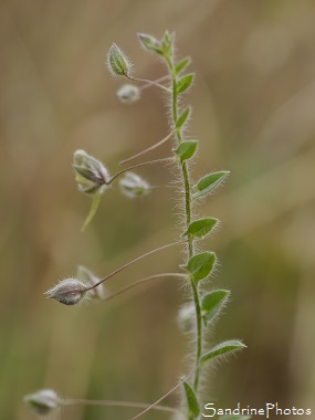 Linaire élatine, Kickxia elatine, Fleurs sauvages jaunes, Jardin, Bouresse 86, Le Verger, Biodiversité en Région Nouvelle-Aquitaine (14)