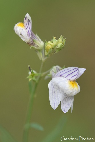 Linaire rampante, Linaria repens, Fleurs blanc lilas pâle veinées de violet, La Planchette, Queaux (59)