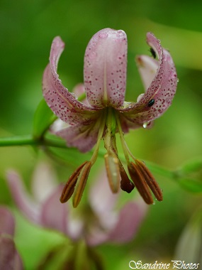 Lis Martagon, Lilium martagon, fleurs sauvages roses, pink Wild flowers of Poitou-Charentes, SandrinePhotos (52)