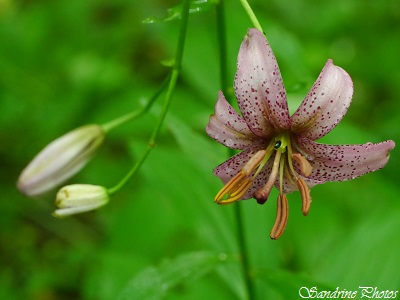 Lis Martagon, Lilium martagon, fleurs sauvages roses, pink Wild flowers of Poitou-Charentes, Vienne, Côteaux des rosières, Persac, SandrinePhotos 86   (28)