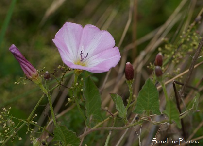 Liseron des champs, Convolvulus arvensis, Bouresse, le Verger, Fleurs sauvages roses de la région Aquitaine, Limousin Poitou-Charentes (2)