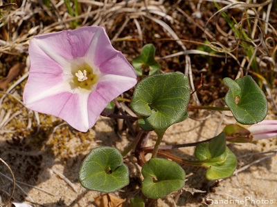 Liseron des dunes, Liseron soldanelle, Convolvulus soldanella, Fleur sauvage rose, Ile de Ré, mai 2018 (1)