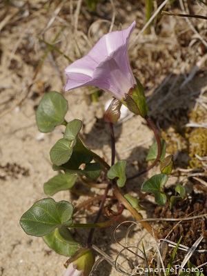 Liseron des dunes, Liseron soldanelle, Convolvulus soldanella, Fleur sauvage rose, Ile de Ré, mai 2018 (7)
