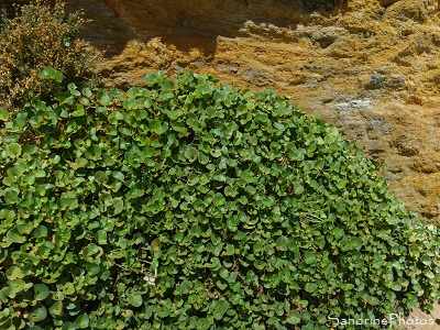 Liseron des dunes, Liseron soldanelle, Convolvulus soldanella, Fleur sauvage rose, Juillet 2019, Plage du Loguy, Pénestin, Loire-Atlantique (1)