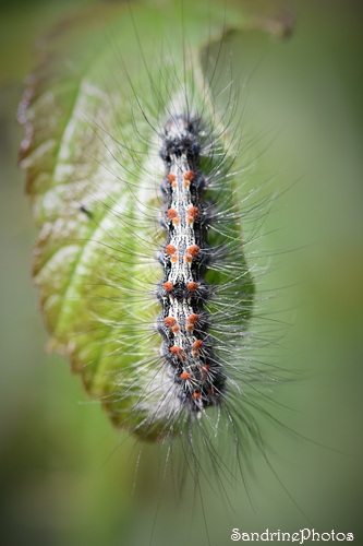 Lithosie quadrille, Lithosia quadra, Erebidae, Arctiinae, L`Huilerie, Queaux.jpg