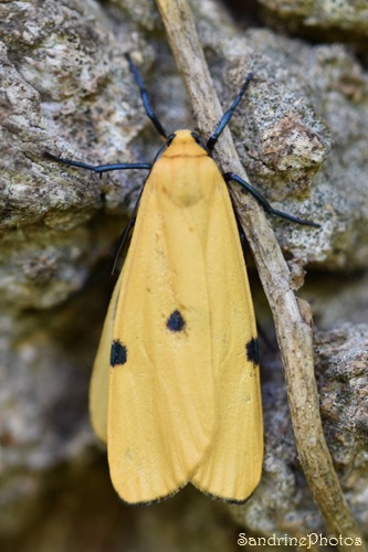 Lithosie quadrille, Lithosia quadra, Femelle, Papillon de nuit jaune avec deux points noirs sur chaque aile, La Planchette, Queaux.jpg