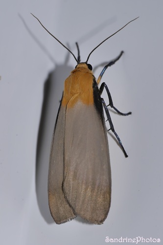 Lithosie quadrille mâle, Lithosia quadra, Erebidae Arctiinae, Papillon de nuit.jpg