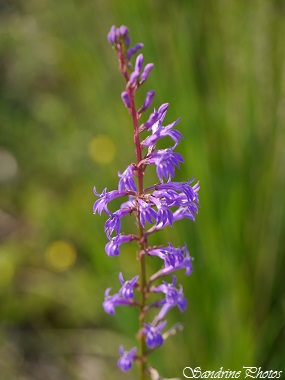 Lobélie brlante, Lobelia urens, Campanulacées, Violet or white wild flowers, Fleurs sauvages violettes à bleues du Poitou-Charentes, Bouresse (1)