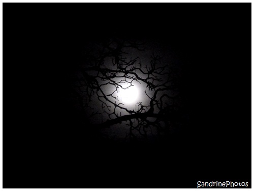  L`oeil de la nuit, The eye of the Night, The Moon through the branches of a tree, La Lune à travers les branches d`un arbre, Bouresse, Poitou-Charentes, SandrinePhotos (2)