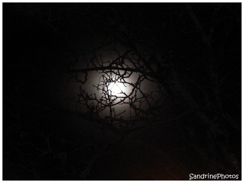  L`oeil de la nuit, The eye of the Night, The Moon through the branches of a tree, La Lune à travers les branches d`un arbre, Bouresse, Poitou-Charentes, SandrinePhotos (3)