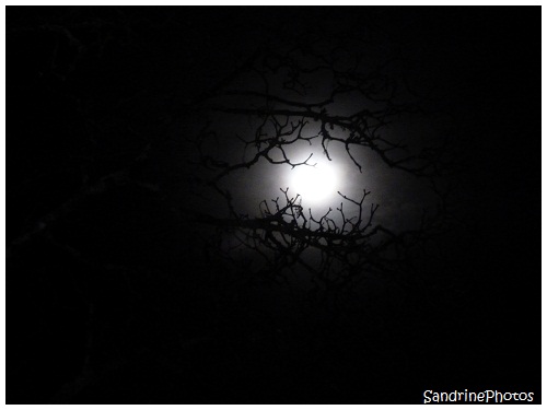  L`oeil de la nuit, The eye of the Night, The Moon through the branches of a tree, La Lune à travers les branches d`un arbre, Bouresse, Poitou-Charentes, SandrinePhotos (4)