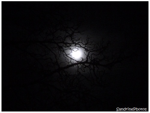  L`oeil de la nuit, The eye of the Night, The Moon through the branches of a tree, La Lune à travers les branches d`un arbre, Bouresse, Poitou-Charentes, SandrinePhotos (5)