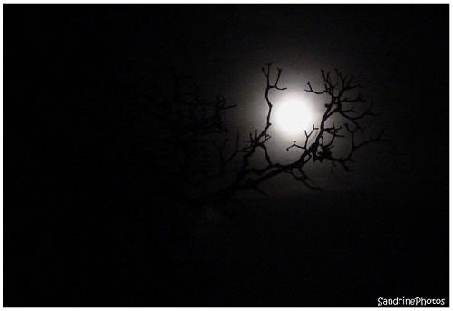 L`oeil de la nuit, The eye of the Night, The Moon through the branches of a tree, La Lune à travers les branches d`un arbre, Bouresse, Poitou-Charentes, SandrinePhotos Esprit Nature