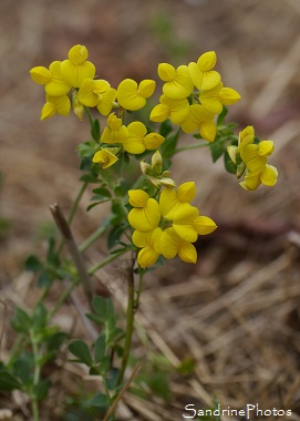 Lotier commun, Lotier corniculé, Lotus corniculatus, Fleurs sauvages jaunes, yellow wild flowers, Jardin, le Verger, Bouresse 86, Biodiversité en région Nouvelle-Aquitaine (28)