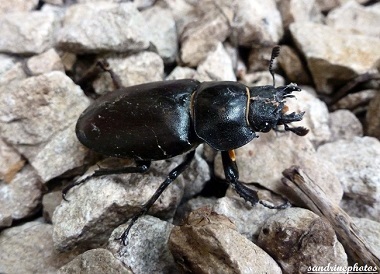 Lucane femelle Lucanus cervus Scarabées Lucanidae Insectes du poitou-Charentes Bouresse Sandrinephotos 86 (1)