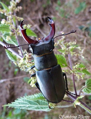 Lucane mâle sur ortie, Cerf-volant, Larve dans bois de chêne pourri, Lucanus cervus larva in rotten oak trees, Lucanidae, Coléoptères, Insectes, Bouresse, Poitou-Charentes