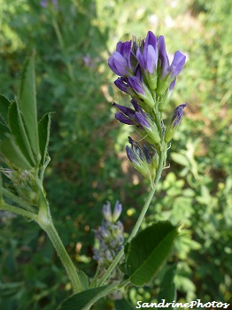 Luzerne commune Medicago sativa-Fleurs sauvages, Fleurs des champs-Lucerne growing in the fields-Wild flowers-septembre 2012-Bouresse-Poitou-Charentes (1)