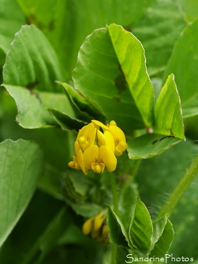 Luzerne d`Arabie, Medicago arabica, Fleurs sauvages jaunes, Jardin Le Verger Bouresse, Poitou-Charentes 86(3)