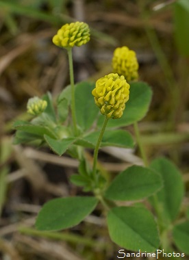 Luzerne lupuline, Minette, Medicago lupulina, Fleurs sauvages jaunes, Yellow wild flowers, Le Verger, Bouresse, Biodiversité en Poitou-Charentes (14)