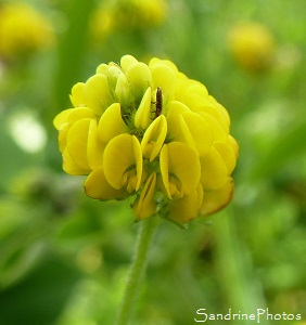 Luzerne lupuline, Minette, Medicago lupulina, Fleurs sauvages jaunes, Yellow wild flowers, Le Verger, Bouresse, Biodiversité en Poitou-Charentes 86 (15)