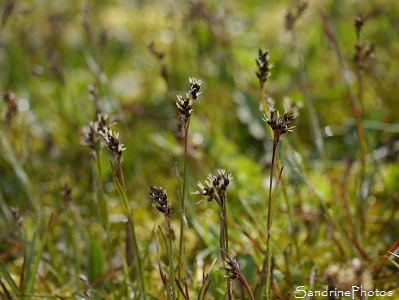 Luzule champêtre, Luzule des champs, Luzula campestris, Joncées, pointe de la feuille rouge, Jardin, Le Verger, Bouresse Aquitaine Limousin Poitou-Charentes(18)