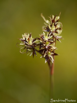 Luzule champêtre, Luzule des champs, Luzula campestris, Joncées, pointe de la feuille rouge, Jardin, Le Verger, Bouresse Aquitaine Limousin Poitou-Charentes SandrinePhotos Esprit Nature (19)