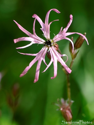 Lychnis, Fleur de coucou, Fleurs roses des milieux humides, La Planchette, Queaux (21)