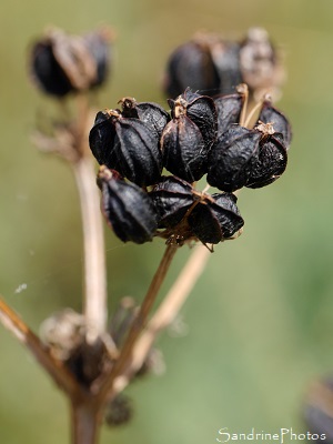 Maceron, Smyrnium olusatrum, Poivre de mer, Marais salants de Guérande, Pradel, Loire-Atlantique (48)