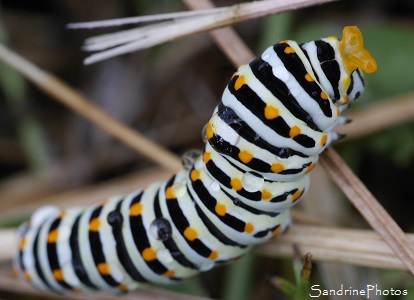 Machaon, Chenille, Papillons de jour, Bouresse 86, le Verger, Biodiversité en région Nouvelle-Aquitaine, SandrinePhotos 86 (25)