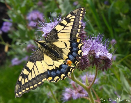 Machaon, papillon de jour, Papilionidae, Bouresse, le Verger 86