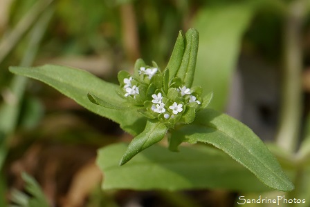 Mâche Doucette, Valerianella locusta, Fleurs sauvages bleu ciel, Bouresse, Le Verger, Biodiversité en Région Aquitaine Limousin Poitou-Charentes (43)