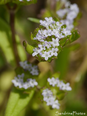 Mâche Doucette, Valerianella locusta, Fleurs sauvages bleu ciel, Bouresse, Le Verger, Biodiversité en Région Aquitaine Limousin Poitou-Charentes 86 (39)