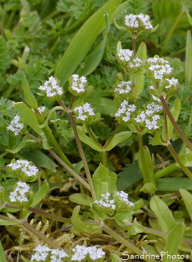 Mâche Doucette, Valerianella locusta, Fleurs sauvages bleu ciel, Bouresse, Le Verger, Biodiversité en Région Aquitaine Limousin Poitou-Charentes 86 (40)