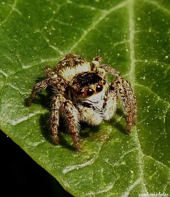 macaroeris nidicolens, araignée sauteuse, salticidae, Bouresse 86