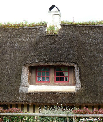 Maison normande au toit de chaume Gîte du Torquesne-le Pressoir-juillet 2011 
